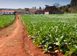 Xingyi Tobacco Farm