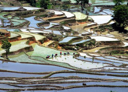 Rice Terraces in Yuanyang 