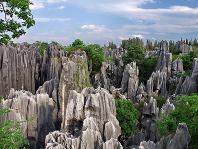 Stone Forest